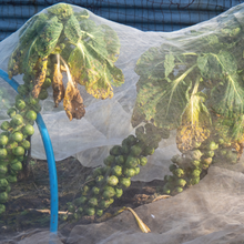 Load image into Gallery viewer, Yuzet Crop & Plant Frost Protection Warming Fleece Winter 17gsm 35gsm