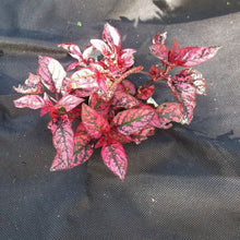 Load image into Gallery viewer, Yuzet Non Woven Weed Control Fabric