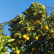 Load image into Gallery viewer, Yuzet Anti Bird Netting Plant Protection Fruit Veg Fish Pond Debris Garden Net