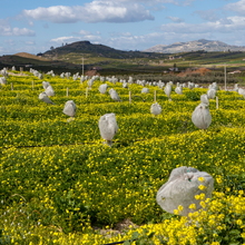 Load image into Gallery viewer, Yuzet Frost Protection Fleece, Cold Winter Plant Crop Tree Shrub Protection Tubes 60cm x 5m
