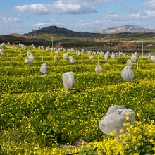 Load image into Gallery viewer, Yuzet Plant Protection Fleece Tube Garden Vegetable Tomato Frost Shrub 120cm x 5m
